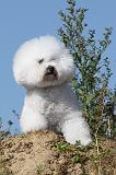 BICHON FRISE 276